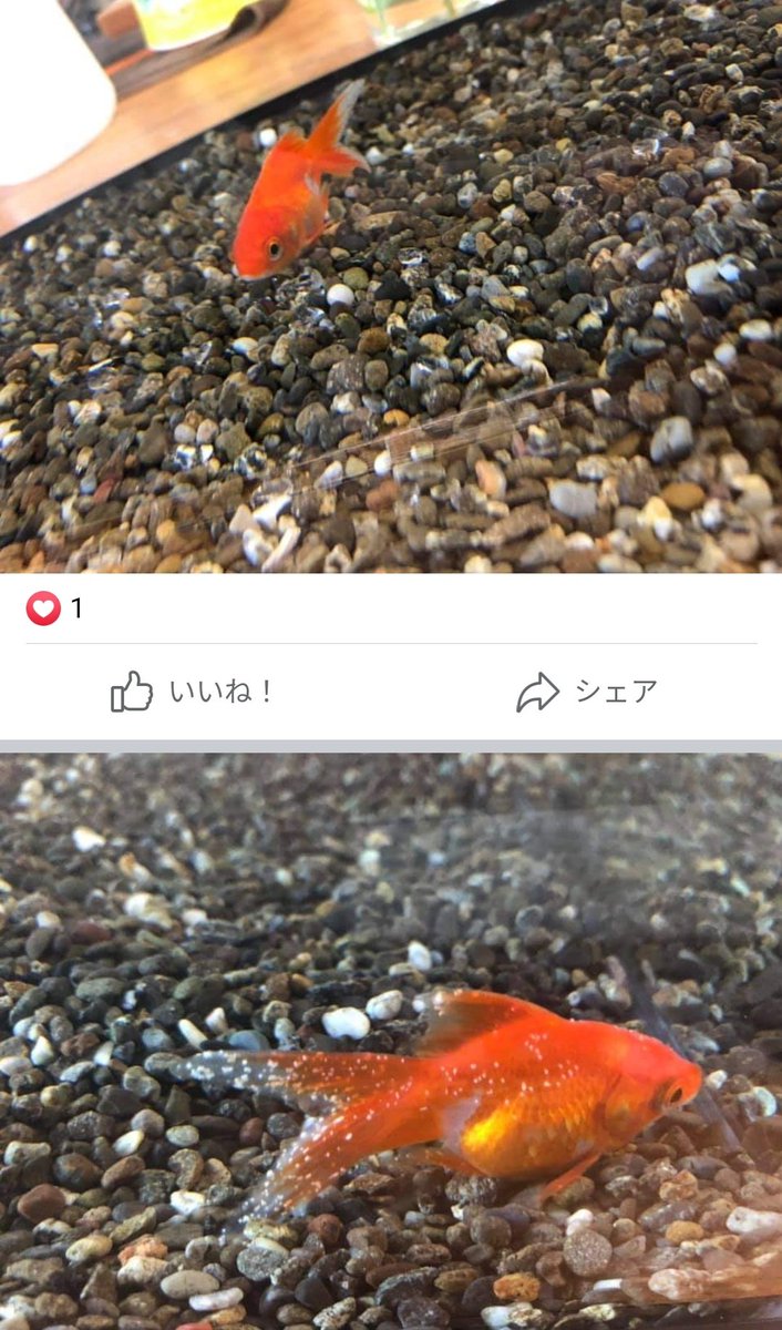 中乃井みあき Ipu信者 ほとんど水質を確認するためのパイロットフィッシュ扱いです これならただの水道水をカルキ抜き した水のほうが金魚のためにもずっとよかったのにe E E