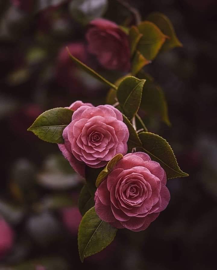 medresevi's tweet photo. Kendi ahlakını düşmanından dinle ;
Dostunun gözünde her yaptığın iyidir .

    ♡Sadi Şirazi ♡ https://t.co/71VJdF07Wl