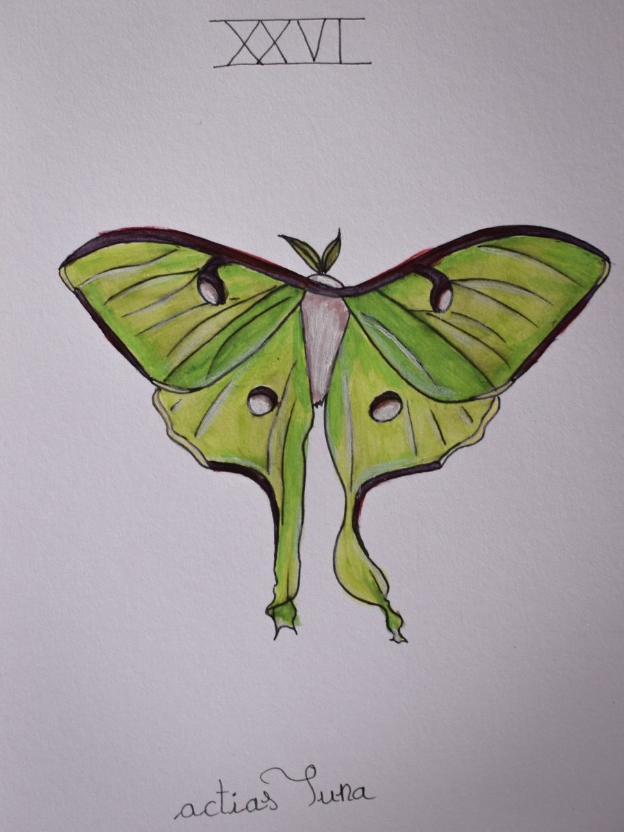 pelophylax's tweet photo. #insectober day 26: papillon lune https://t.co/nyZC4tcesL
