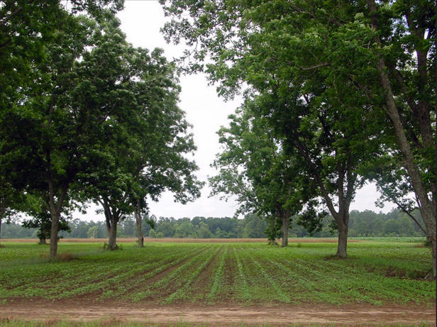 ExploringPS's tweet photo. #FarmingforGreaterGood How to Help Farmers Do More to Help the Planet: The Case of Alley Cropping https://t.co/3LvTuTGaF3 https://t.co/pTlGOcHB2L