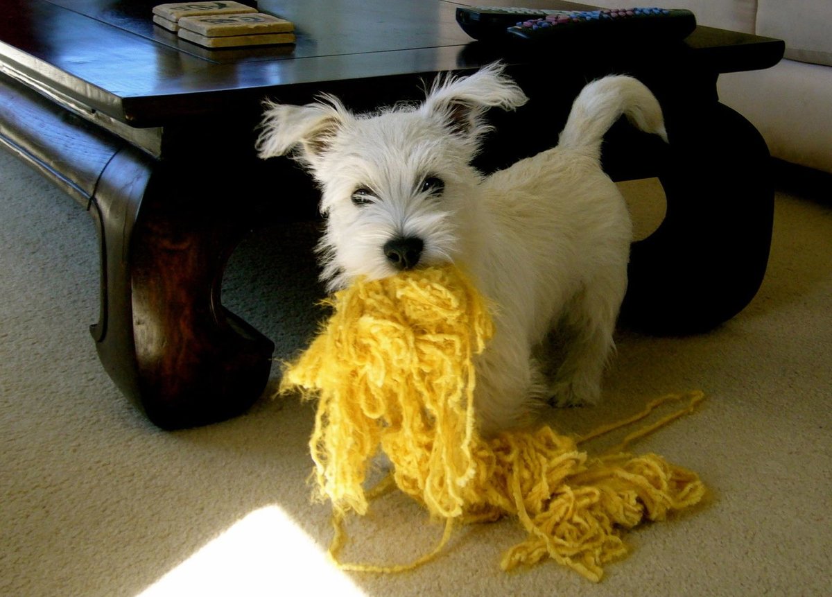 JennyTwrites's tweet photo. My Enzo at 4 months...will be 15 in a few weeks. 15. 15!π₯°#goenzo #furkids #dogsrule #westies https://t.co/bvPsGoL7B3
