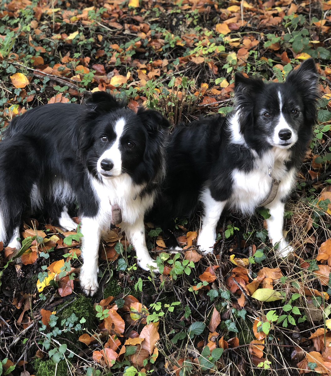Poppy🌈, Fern & Ellie tweet media