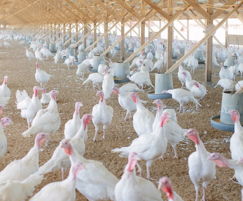 CAFarmBureau's tweet photo. "Right now, it's not even the calm before storm; it's pretty much just the storm." - A turkey farmer talks about pre-holiday preparations, plus updates on other California crops and livestock in the latest #FromtheFields column from #AgAlert https://t.co/abap3ig0EG https://t.co/0ytQCYOAkv