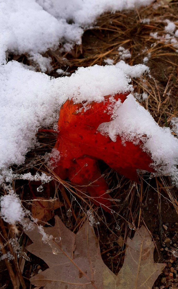 EAVGuchte's tweet photo. Miracles in the mundane....
They are my favorite part about being outdoors. Noting the spectacular around in everyday living never gets old, only refreshes the soul🍁 
#Autumn #Wisconsin #getoutdoors https://t.co/2ukANvCrrV
