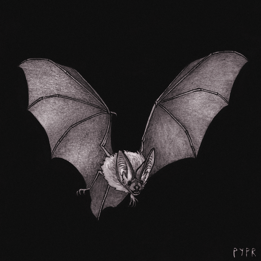pyprart's tweet photo. Day 26th of Wild October challenge, "Communication". Towsend's big-eared bat based on Joe McDonald's photo.

#wildoctober #wildoctoberart #inktober #inkdrawing #inkart https://t.co/5HwhlPnRmz