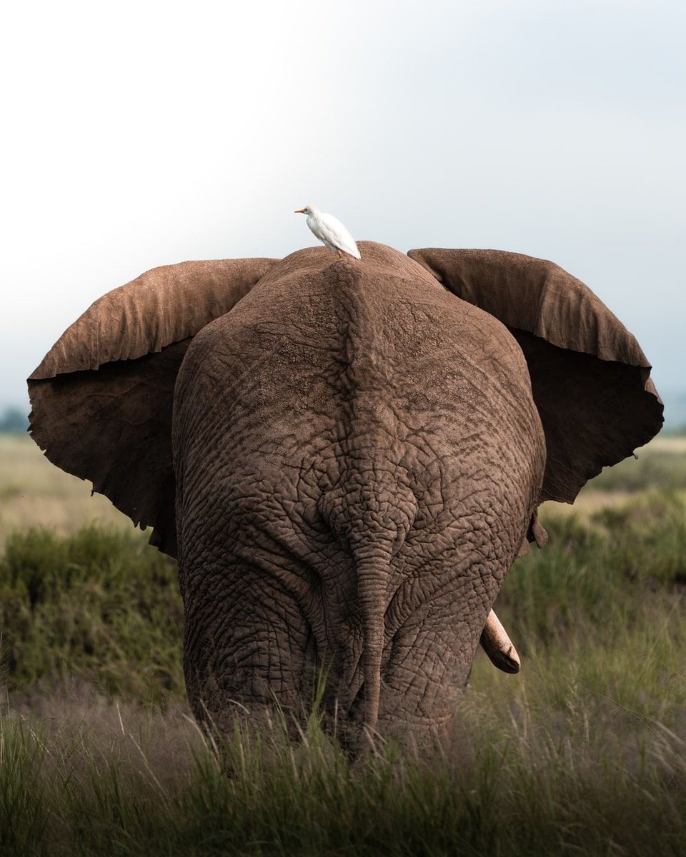 Unsplash tweet media