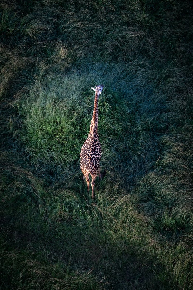 Animal Kingdom
Feature: <a href="/eadesstudio/">James Eades</a>
unsplash.com/eadesstudio