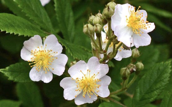 ノイバラ 花 言葉 ノイバラ 花 言葉