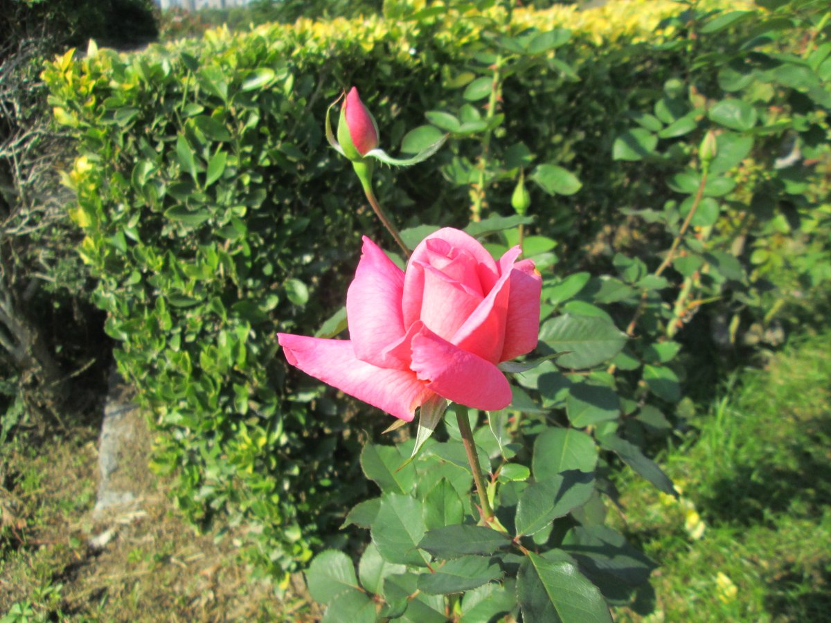 『桃山』
ピンクのバラ🌹
#TLを花でいっぱいにしよう https://t.co/mq5OQPczfb