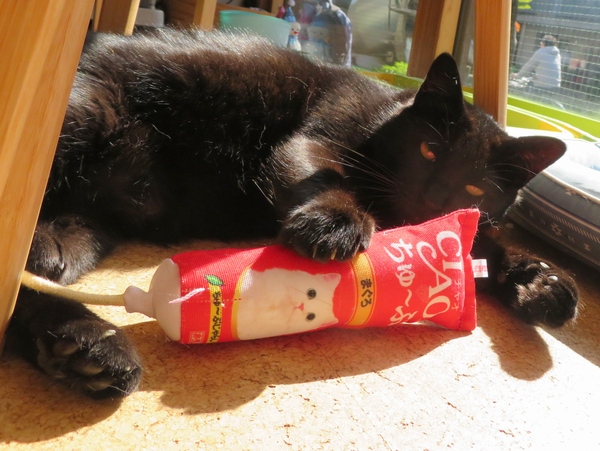 Enopitake にゃんだん邸さんの黒猫たち いつもシュッとかっこいいマツリくんと ごろーんと日光浴ちゅうのくーちゃん くーちゃん とても愛想いい子です 家族が決まって引っ越し待ちですので お会いになりたい方はお早めに にゃんだん邸 保護猫