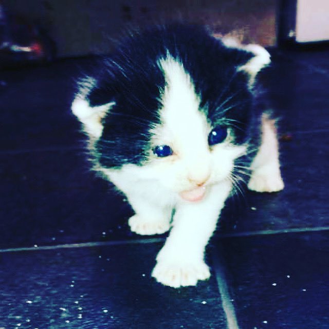 cattycoo89's tweet photo. Couldn’t resist!! Can’t wait to pick this little man up in a few weeks ❤️ #NewKitten  #FallenInLoveWithHim  #CutestLittleMan #MeetRascal https://t.co/B641PhgSIw