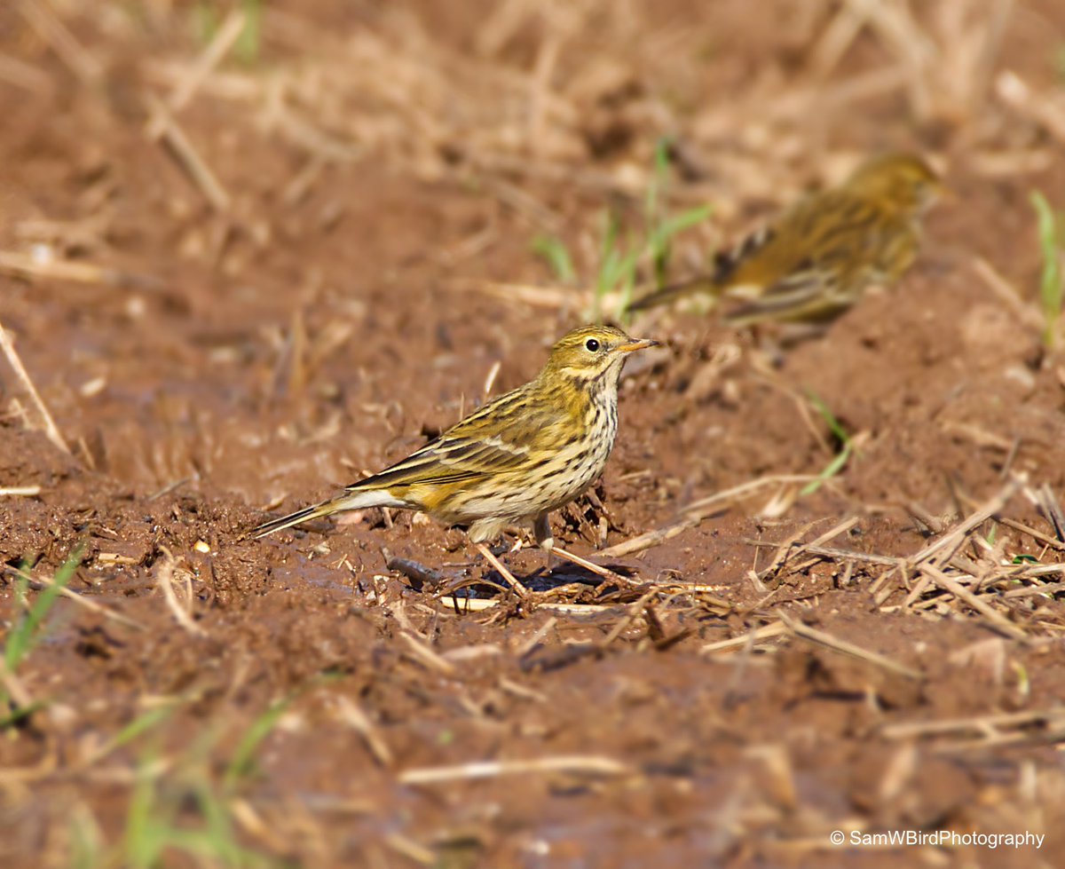 Brisk walk round Grimley CLP today...lots of finch flocks darting about, including these beautiful Goldfinch feeding on some seeds. Nice to see good numbers of Meadow Pipits too. 
@GrimleyBirding @WorcsBirding