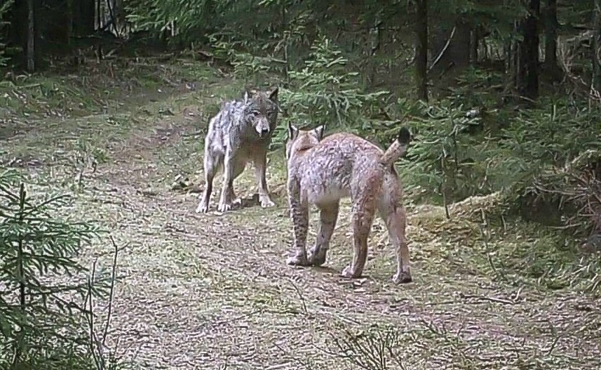 6. In wild Eurasian forest ecosystems, where a full guild of carnivores exists, lynx are not always driven out, or killed, by wolves. They are excellent at finding & snacking on wolf pups, too - and in this camera-trapped encounter, the lynx sent the wolf packing - and scarred.