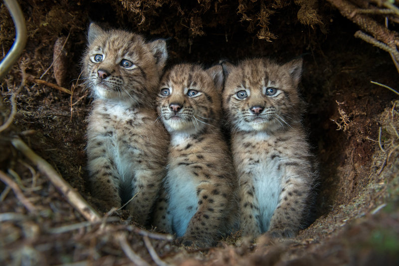 2. The Lynx is to the wolf what a cat is to a pack of hounds: an entirely different animal. Wolves are social: lynx, solitary as adults. Wolves take large prey collectively: lynx – smaller prey & singly. Most of all, lynx are cover specialists - tied to denser woodland shade.