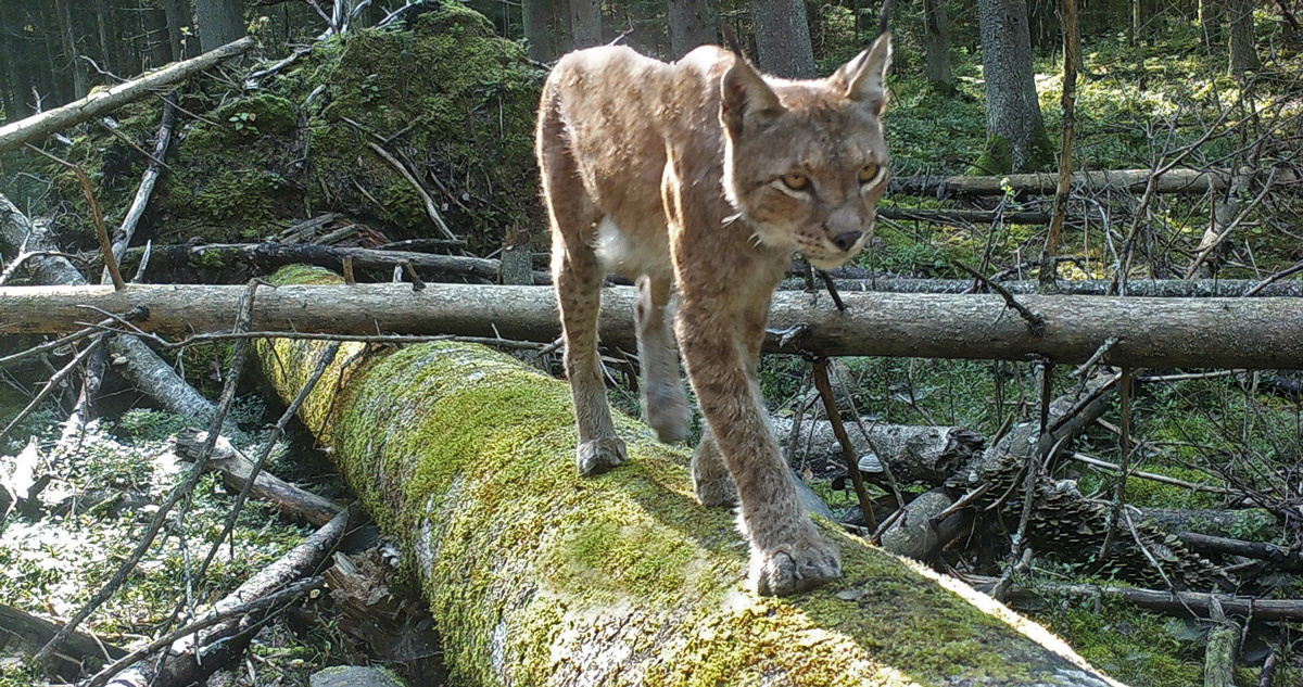 3. A generalist predator, such as the wolf, inhabits a range of habitats & can thus traverse farmland or towns. The lynx shuns the open; it is thought, as an ancient wolf-pack avoidance response. And fading into the shade, its specialist hunting skills are little-seen.