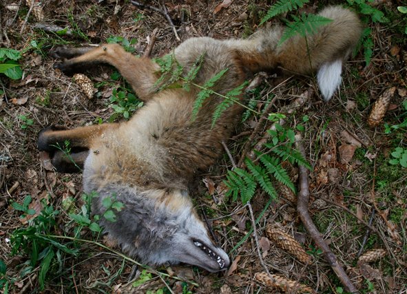 5. With our ecosystems long denuded, we now often mistake meso-predators for animals that should be common: the red fox is one such example. Lynx hammer foxes, driving them out of some areas or greatly reducing abundance. Below, a freshly-lynxed fox in Naliboki Forest, Belarus.