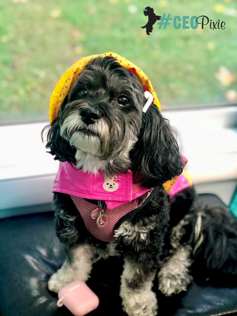 RDAdvisoryGroup's tweet photo. Today was a rainy day in Upstate NY so it was a "ruff" day for #CEOPixie. To get through a rainy day she recommends a stylish raincoat &amp; "airpawds" for your favorite music or podcast. Maybe even #treatyourself with your favorite drink/food. That's it!

#mondaymotivation https://t.co/ztl1J9CPhZ