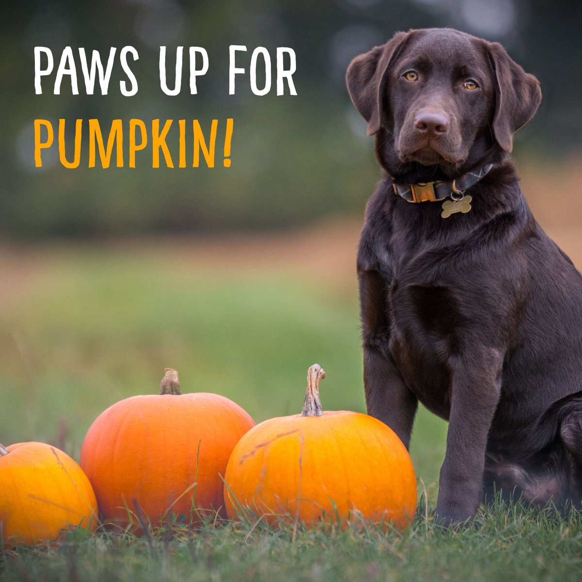 NepalDogChews's tweet photo. It's Pumpkin Season 🎃
.
#nepaldogchews #ndchews #pumpkin #halloween #fall #season #pumpkinpatch #pumpkincarving #trickortreat https://t.co/GbVOuuwhiA