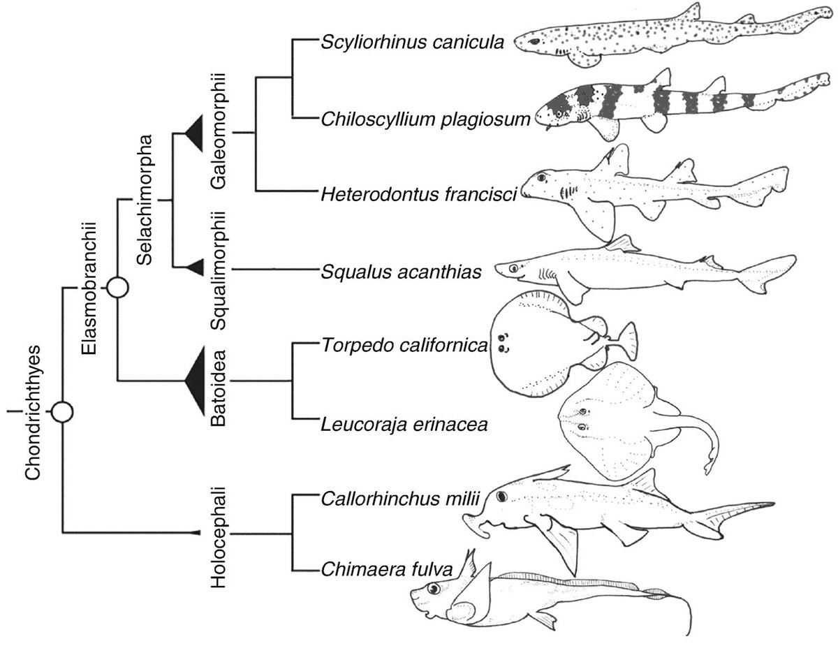 #FreshVsSaltyFish Ya like Shark Week? Not only does #TeamSalt host over half of all known fish diversity, about 95% of all chondrichthyans are found exclusively in marine settings! 1/2