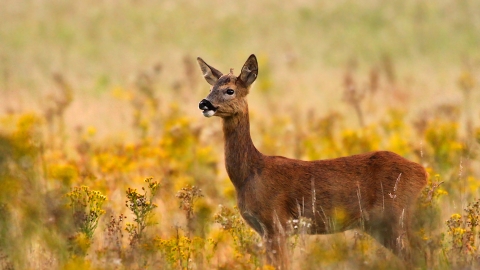 12. Productive arable farms face many threats: deer is one. Denuding crops, each year, deer cause £2.4 million of damage to Britain’s fields. Lynx, a predator that snacks on deer, but shuns crops in the way that lions distain quiche, is a probable ‘win’ for our arable farms.