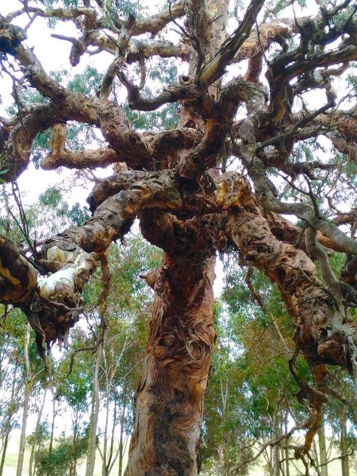 LizConor's tweet photo. This is the #DirectionsTree that the #VictorianGovt felled yesterday. Each arm pointed to a significant site for the #DjabWurrung people. It had zigzagging bark. I’ve never been in the presence of such a remarkable tree. This is desecration. Solidarity to the Djabwurrung People. https://t.co/PfumVvNRoJ