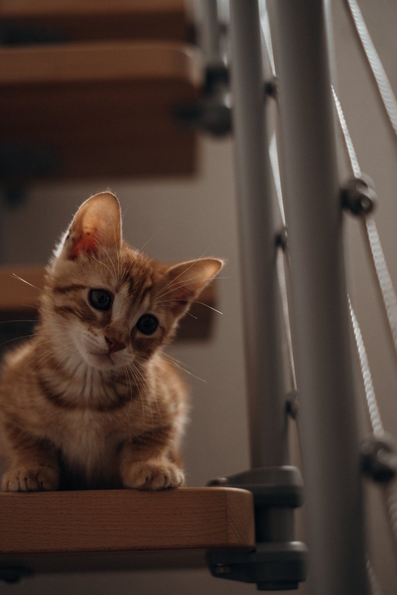 HPistes's tweet photo. Hors pistes s’agrandit !🐱 https://t.co/3ZGtrKkOy4