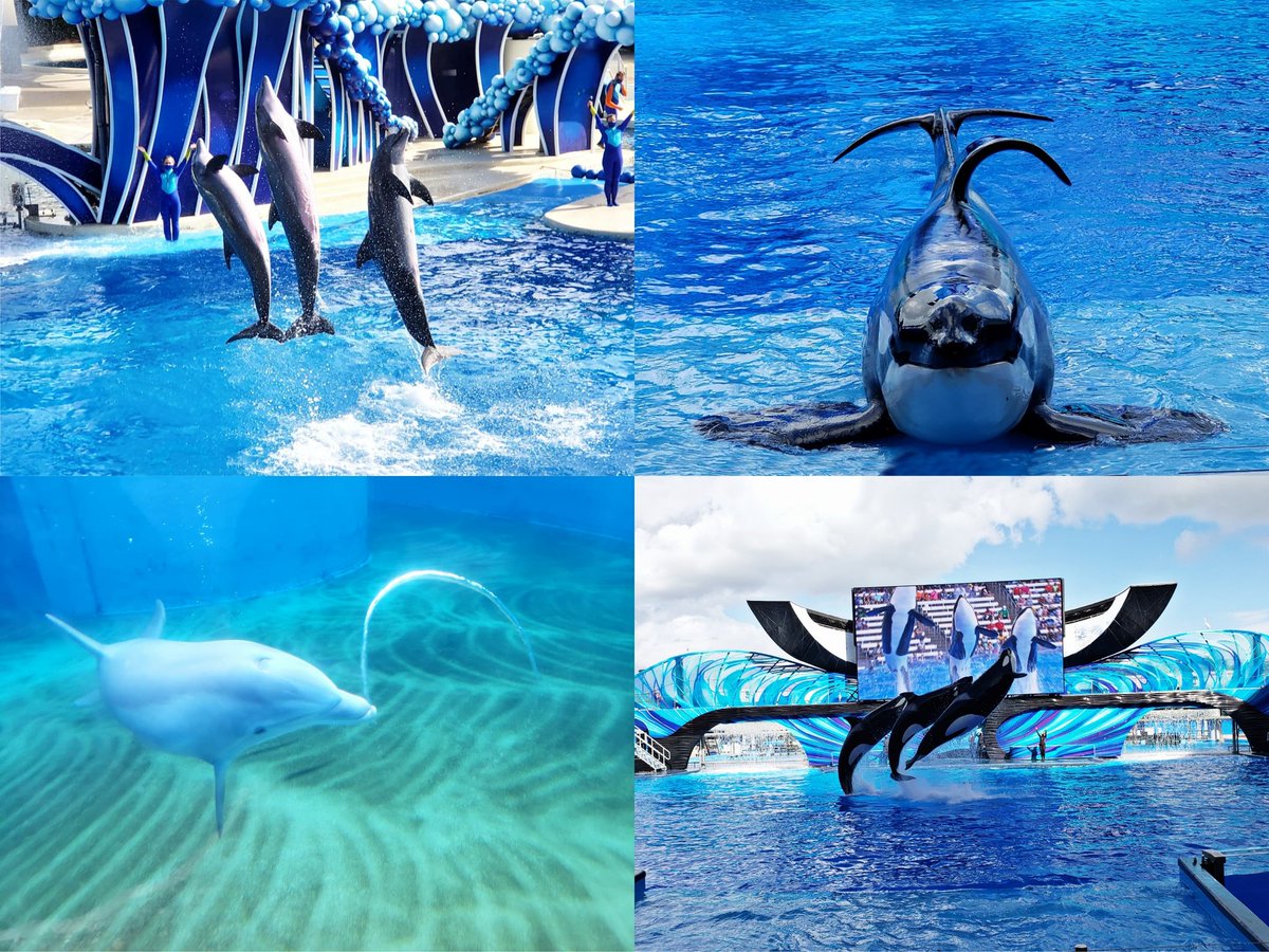 xonoellexo's tweet photo. So happy to visit @SeaWorld Orlando over the weekend 🐬  Always felt like home , ever since I was kid! "Miracles surround us wherever we may roam" #OneBigWorld https://t.co/mwckYGvHvA