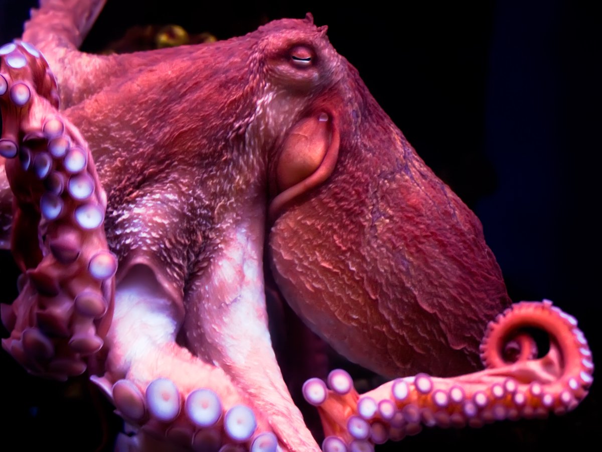 Red Forman Octopus The southern red octopus lives off the Patagonian coast in small caves ...