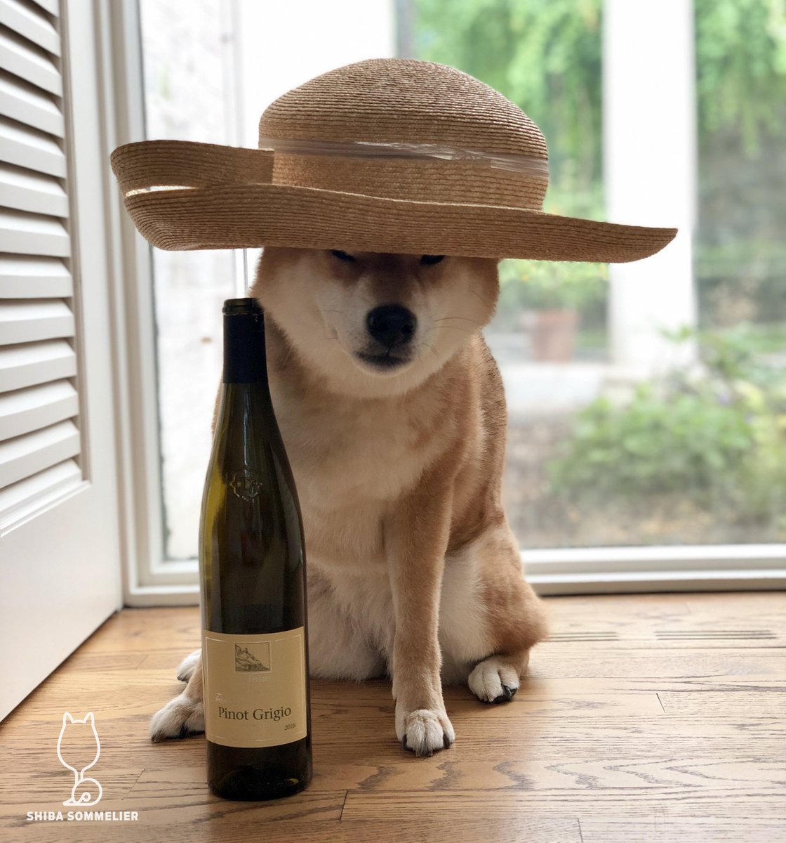ShibaSommelier's tweet photo. 2018 Cantina Terlano-Kellerei Terlan Tradition Pinot Grigio: #4bones
It might have snowed a bit here in Chidogo, but I'm trying to think summer thoughts with this nice Pinot Greege https://t.co/wbEHdClqJz