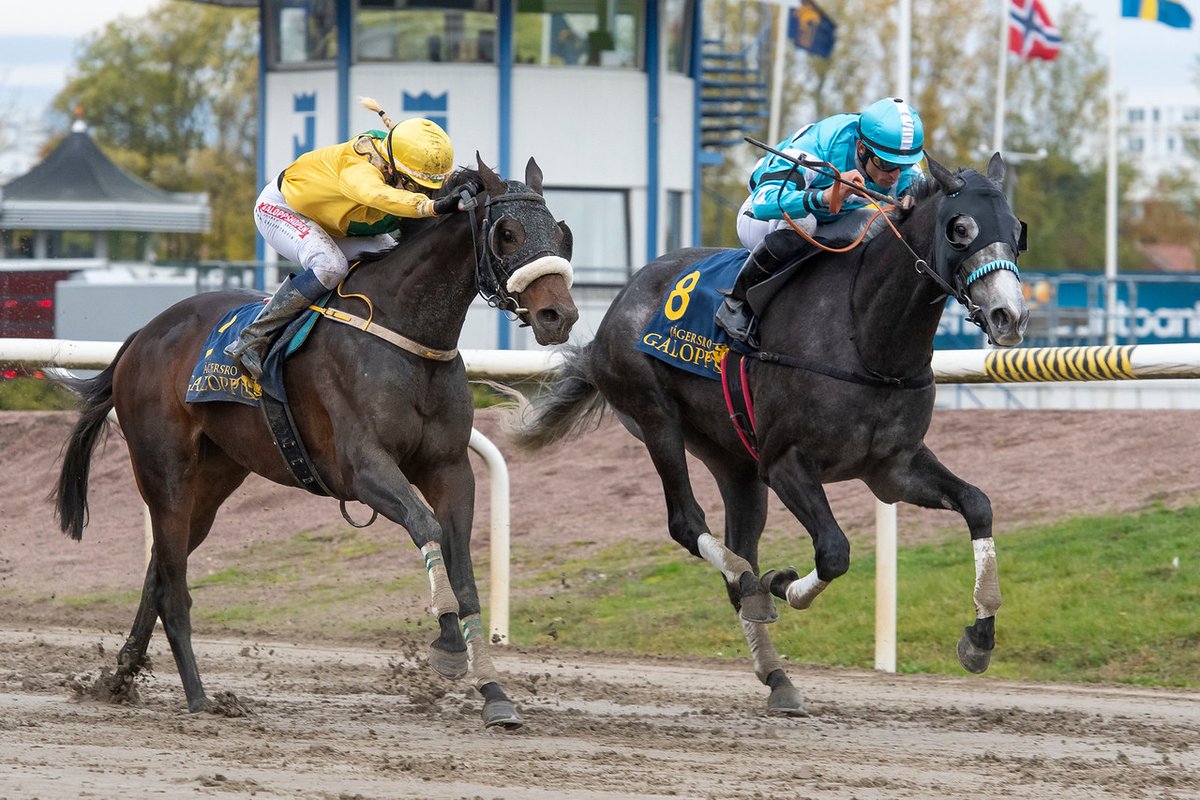 swehorseracing's tweet photo. Images from yesterday's fixture at #jagersro are online here:

https://t.co/rMPlTyAxtP

📷 @galoppbilder

#swedishracing https://t.co/9FjQkojNb5