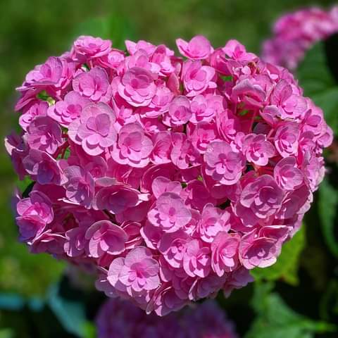 IzabelleCova's tweet photo. 🌸🌺 #Hidrangea 🌺🌸
🌺🌸🌺🌸🌺🌸🌺 https://t.co/msMQMjJcMZ