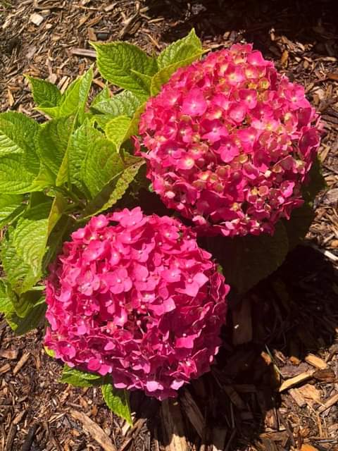 IzabelleCova's tweet photo. 🌸🌺 #Hidrangea 🌺🌸
🌺🌸🌺🌸🌺🌸🌺 https://t.co/msMQMjJcMZ