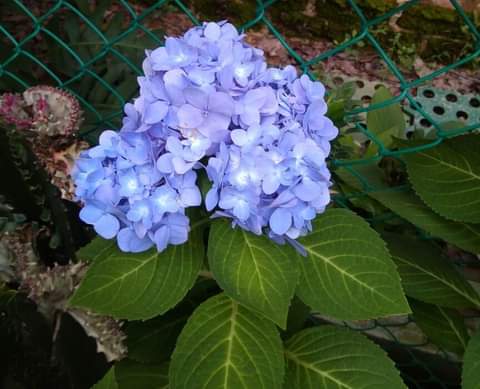 IzabelleCova's tweet photo. 🌸🌺 #Hidrangea 🌺🌸
🌺🌸🌺🌸🌺🌸🌺 https://t.co/msMQMjJcMZ