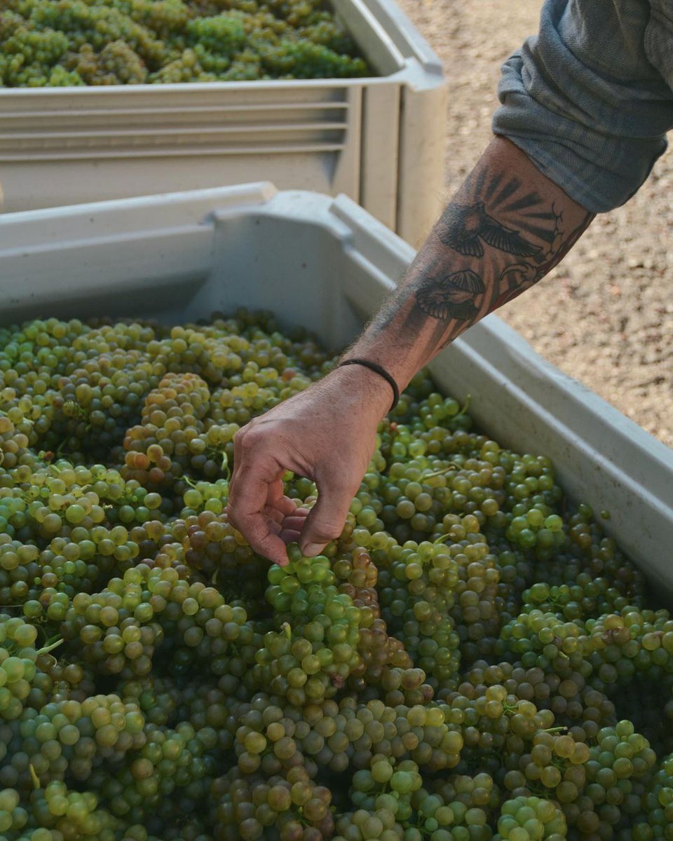 Can you guess the grape varietal? 🔍 All of our white grapes have been harvested, a little lull now before the reds start to come in! instagram.com/p/CGVmhd8hFQj/