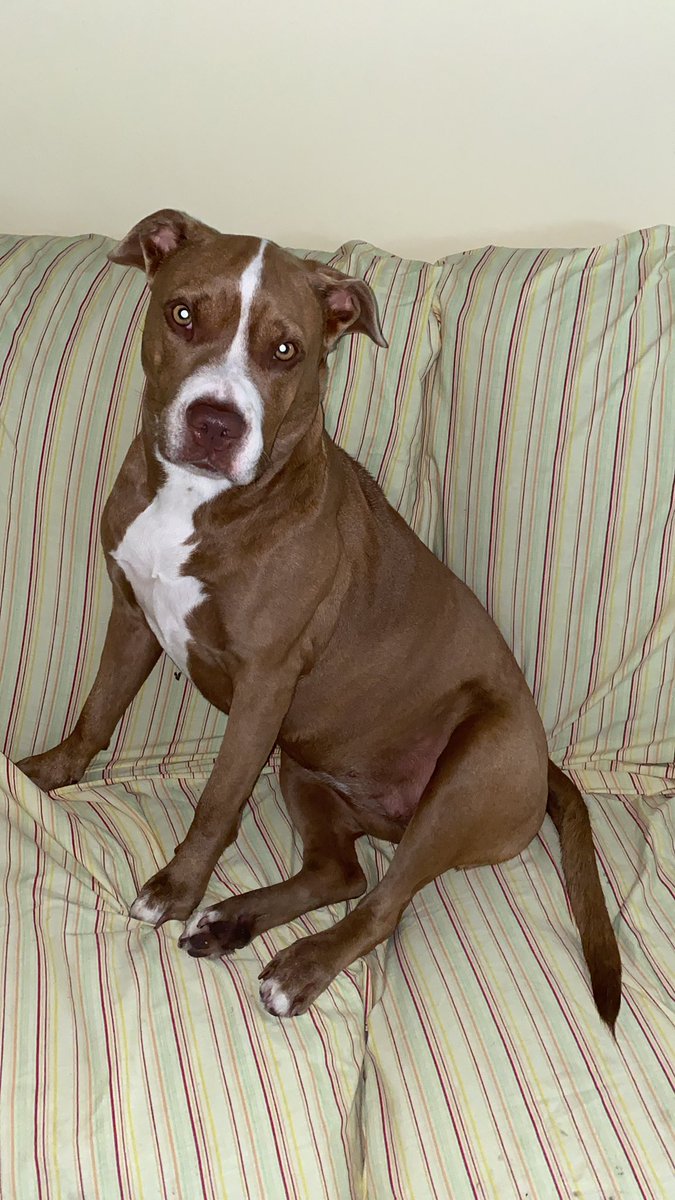natyscake07's tweet photo. @cesarmillan She is my baby!!! I love her https://t.co/KXdu1YiZPo