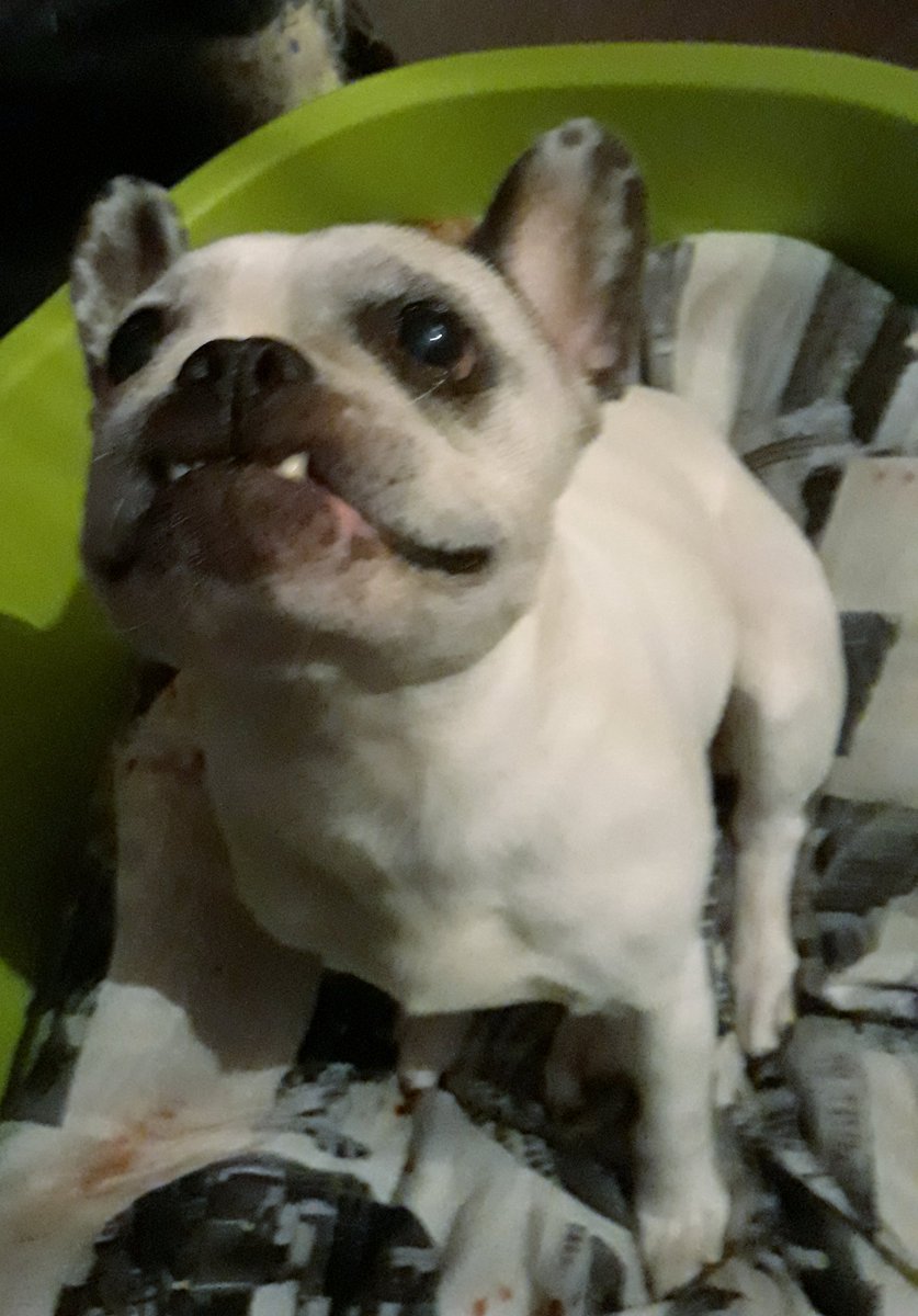 Patrici87825085's tweet photo. @PetSafeFR Hello 🤗💕mon bouli 🐶❤Yoshi me dit de participé #BusyBuddy #Waggle #GripNTug je croise les doigts pour lui 🤞🤞❤ https://t.co/2KRYk9MMFB https://t.co/syrQ6gkagK
