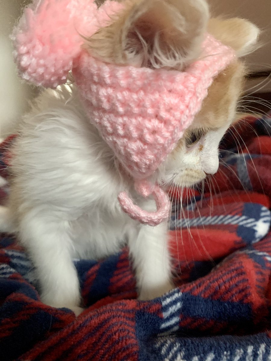STL_SSLP's tweet image. Andy the #paraplegic kitten trying out her hand at modeling today #kittensoftwitter #CatsOfTwitter #catlover #kitten #FashionModel #specialneeds #beautiful