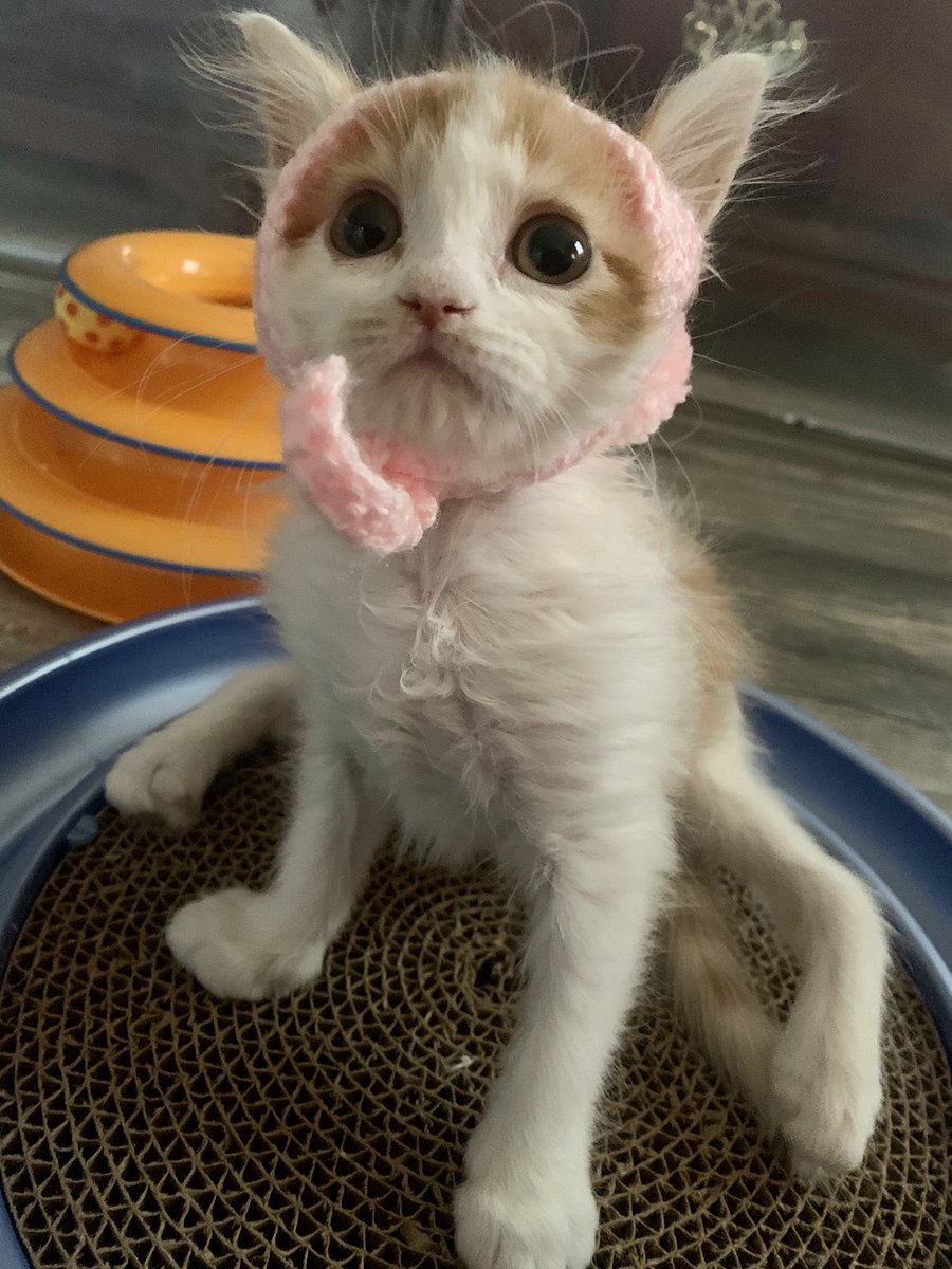 STL_SSLP's tweet image. Andy the #paraplegic kitten trying out her hand at modeling today #kittensoftwitter #CatsOfTwitter #catlover #kitten #FashionModel #specialneeds #beautiful