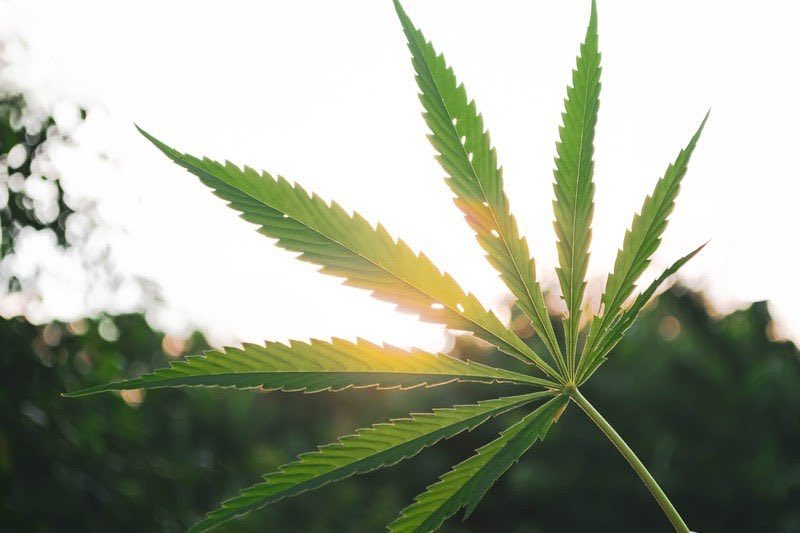 DrDerrell's tweet photo. There is no competitive advantage that can be achieved and then sustained in growing cannabis. Then there are the medical. Get started today with marijuana stocks. inbox me if you interested https://t.co/4aS8w5BUBs
