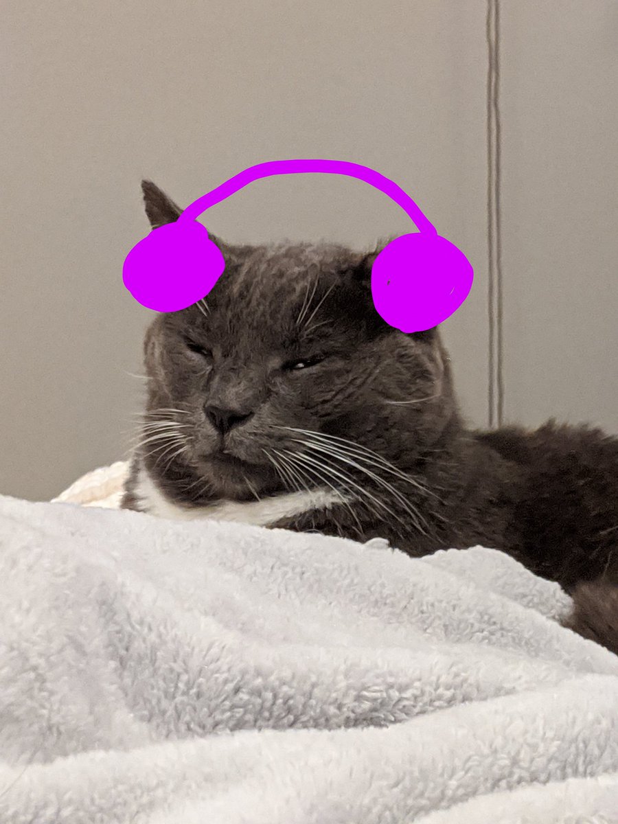 BootieDaCutie's tweet photo. 🎵 take it easy for a little while 🎵 #CatsOfTwitter #bootz #musicalcat #arcticmonkeys #fouroutoffive https://t.co/vfLNtSfJcz