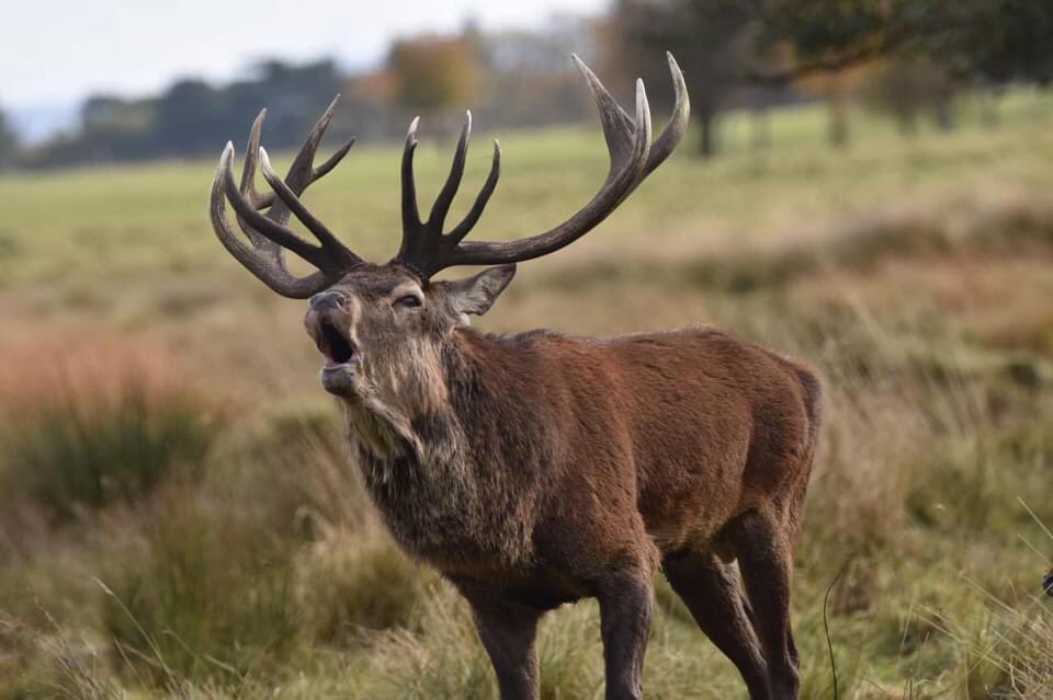 PeteEgerton's tweet image. I’m biased I know but our eldest nephew Joe, at just 16, is already very talented when it comes to wildlife #photography. Just a handful he took yesterday whilst out walking @tatton_park. #Autumn