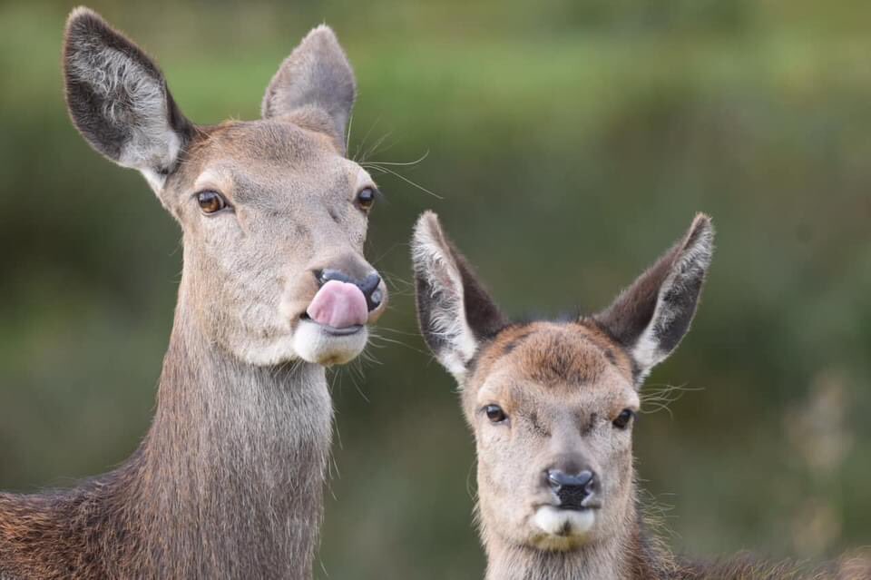 PeteEgerton's tweet image. I’m biased I know but our eldest nephew Joe, at just 16, is already very talented when it comes to wildlife #photography. Just a handful he took yesterday whilst out walking @tatton_park. #Autumn