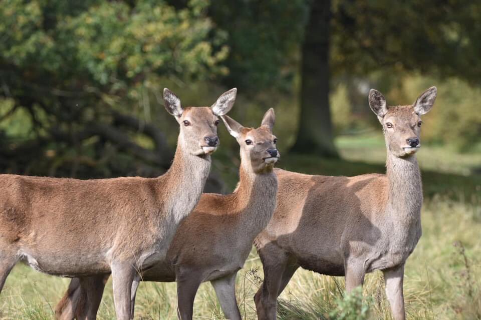 PeteEgerton's tweet image. I’m biased I know but our eldest nephew Joe, at just 16, is already very talented when it comes to wildlife #photography. Just a handful he took yesterday whilst out walking @tatton_park. #Autumn