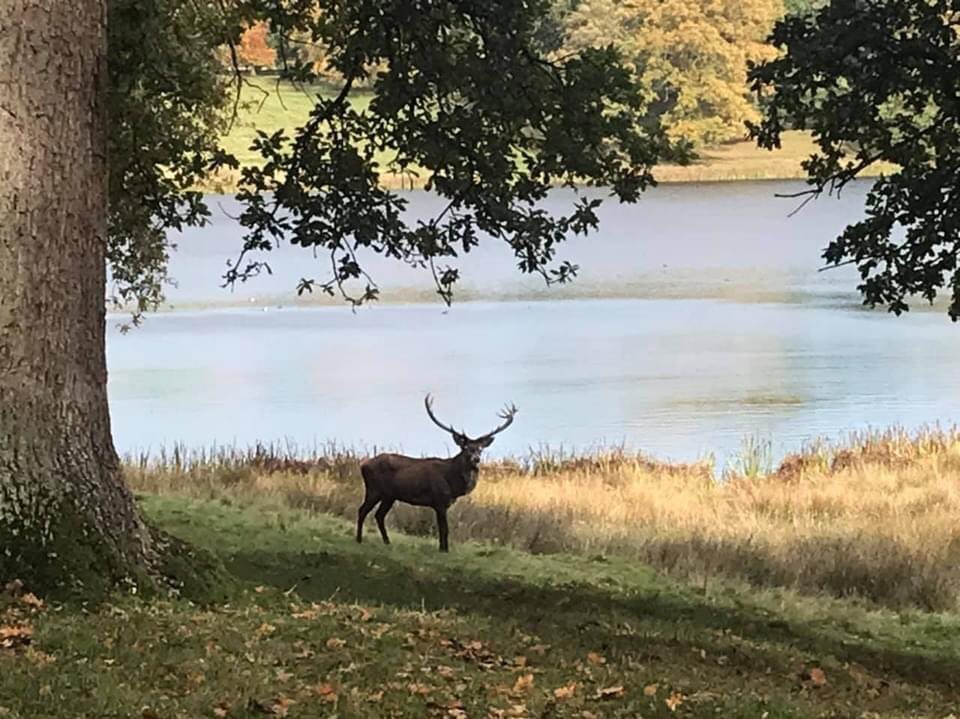 PeteEgerton's tweet image. I’m biased I know but our eldest nephew Joe, at just 16, is already very talented when it comes to wildlife #photography. Just a handful he took yesterday whilst out walking @tatton_park. #Autumn