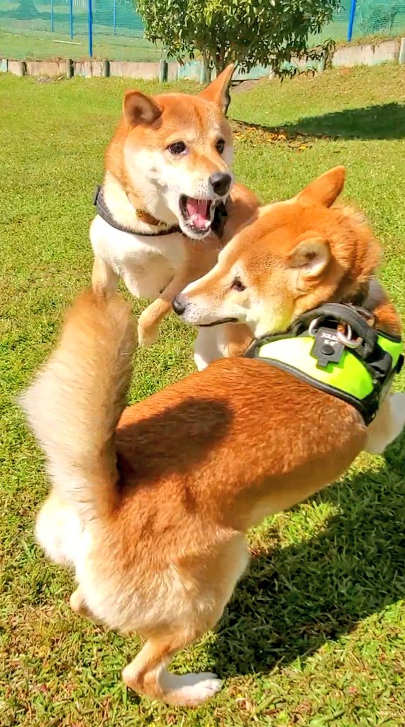 柴犬りんご郎 柴犬りんご郎
