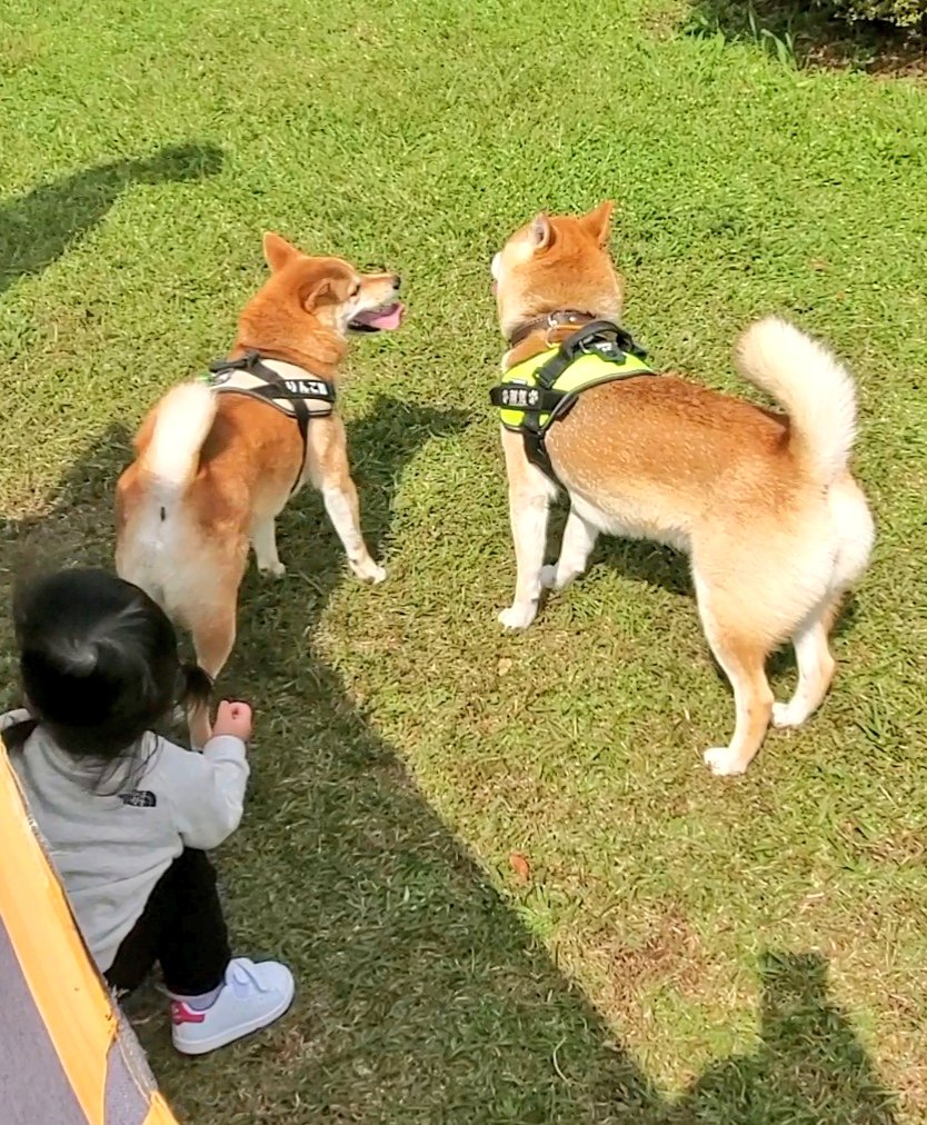 柴犬りんご郎 柴犬りんご郎