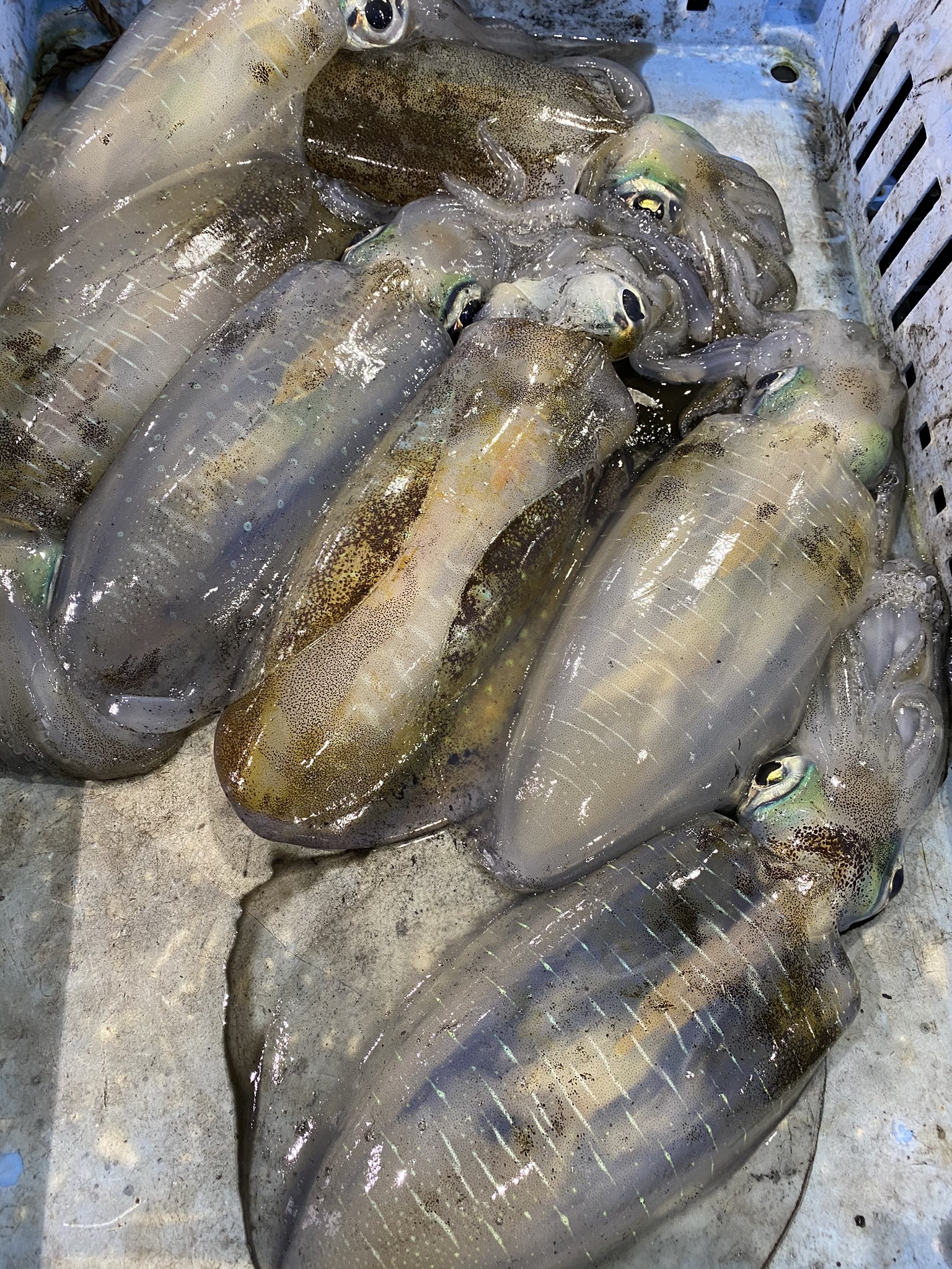 تويتر こじ 天草牛深 على تويتر 水イカ祭り 牛深 天草 水揚げ T Co Oodxspywvi