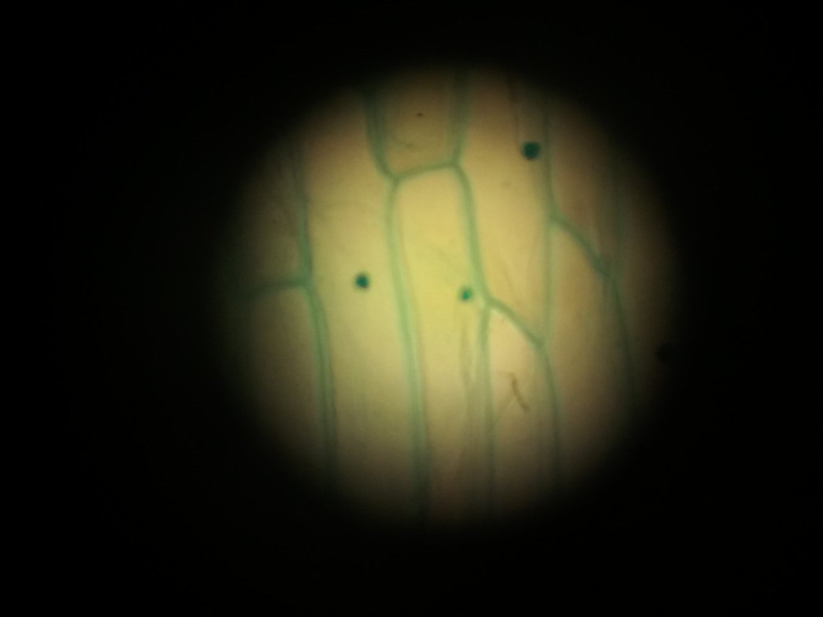 1pasoala100cia's tweet photo. Hoy en las prácticas de #FyDBT6_20_21 en la @unicomplutense nos ha sorprendido el atardecer usando el #microscopio en el laboratorio de #Biología. #FyDB #GradoMaestroEP https://t.co/KbSCbtZVvH
