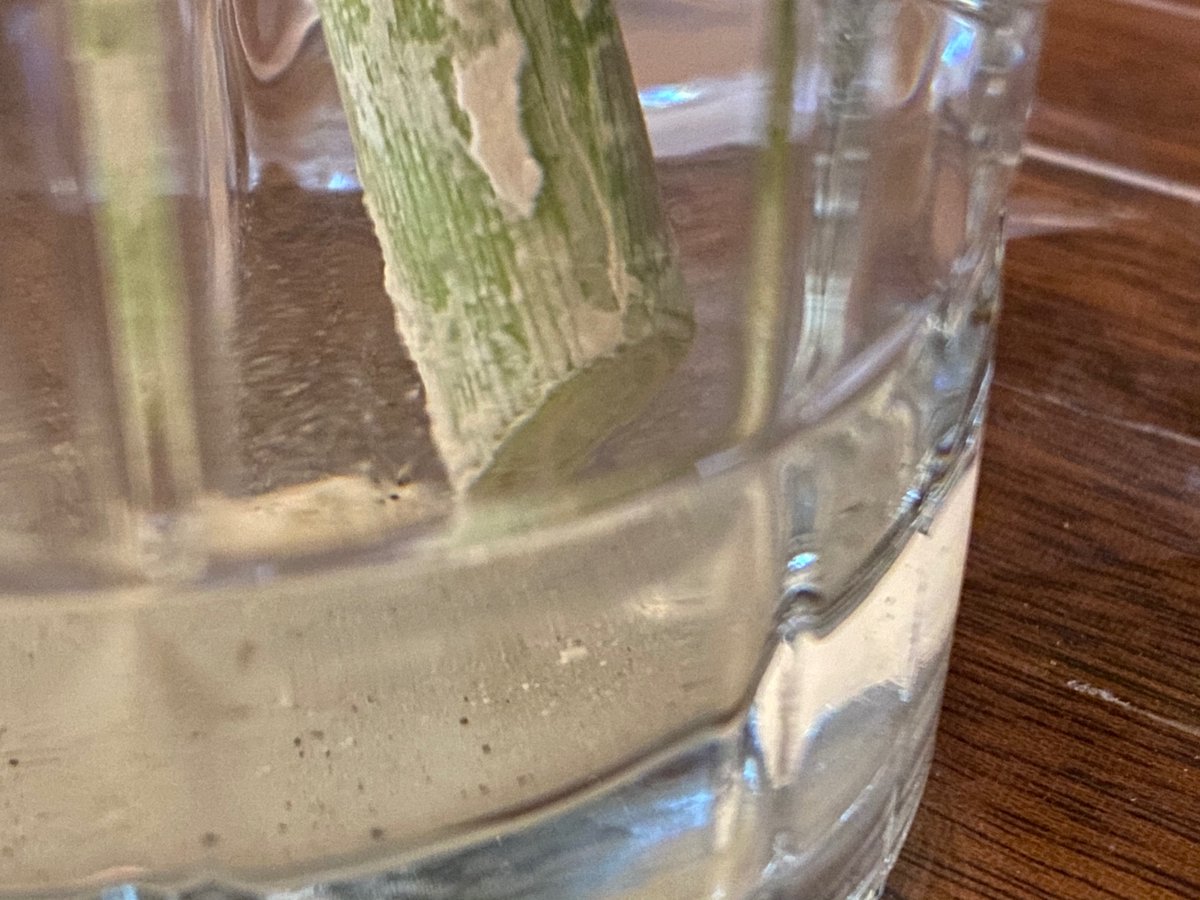 NotABombBunkE's tweet photo. CURB CORN LIVES!

For now.

Wakko the Vitagraph @CurbCorn survived being cut down.

They survived a visit from the "Corn Specialist"

No roots yet, but they haven't given up the spark of life entirely.

Our Mission:
Find curb corn.
Find Hope.
Fund food.

https://t.co/GZBEdDwF9H https://t.co/nREo74gYlu
