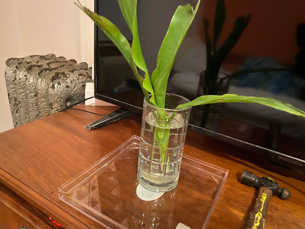 NotABombBunkE's tweet photo. CURB CORN LIVES!

For now.

Wakko the Vitagraph @CurbCorn survived being cut down.

They survived a visit from the "Corn Specialist"

No roots yet, but they haven't given up the spark of life entirely.

Our Mission:
Find curb corn.
Find Hope.
Fund food.

https://t.co/GZBEdDwF9H https://t.co/nREo74gYlu